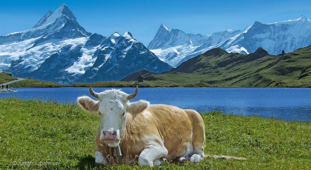 Camping Jungfrau Лаутербруннен Екстер'єр фото
